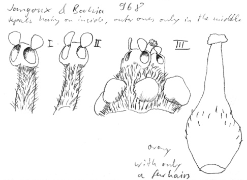 Vorschaubild Systemonodaphne geminiflora (Meisn.) Mez